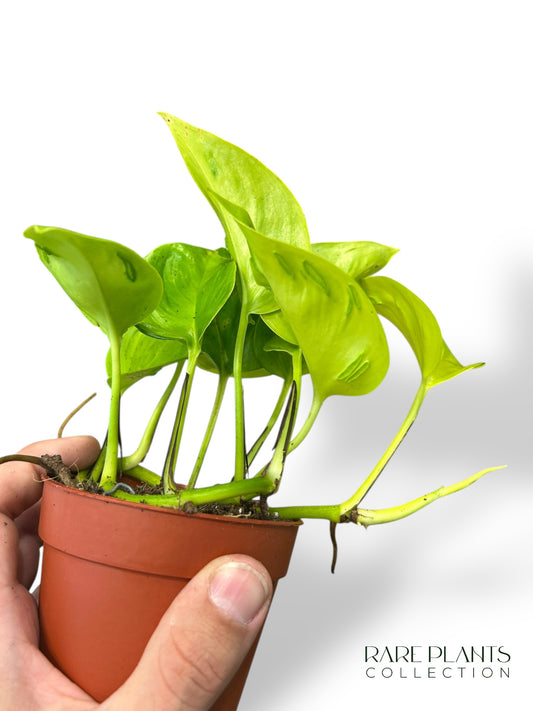 Aglaonema Dunkelrosa Stern