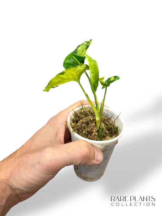 Syngonium Scrambled Eggs