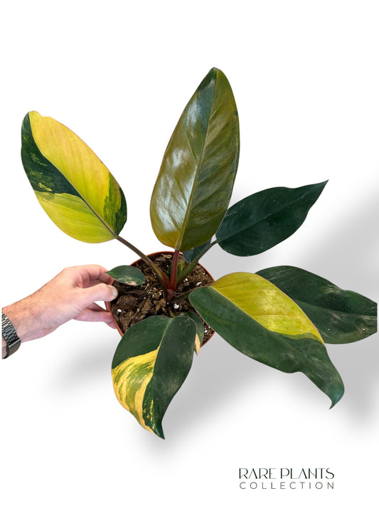 Philodendron Red Congo Variegata rpc rare plants collection marcelarium