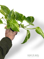 Epipremnum Marble Queen