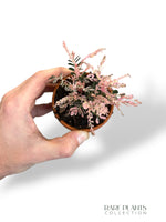 Phyllanthus Urinaria Variegata