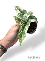 Alocasia Simpo Variegata rare plants collection marcelarium