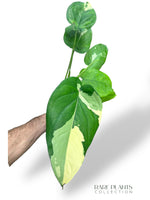 Syngonium Chiapense Variegata