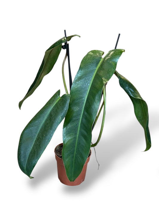 Philodendron Spiritus Sancti (XL)