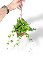 Hoya Endauensis rare plants collection rpc marcelarium