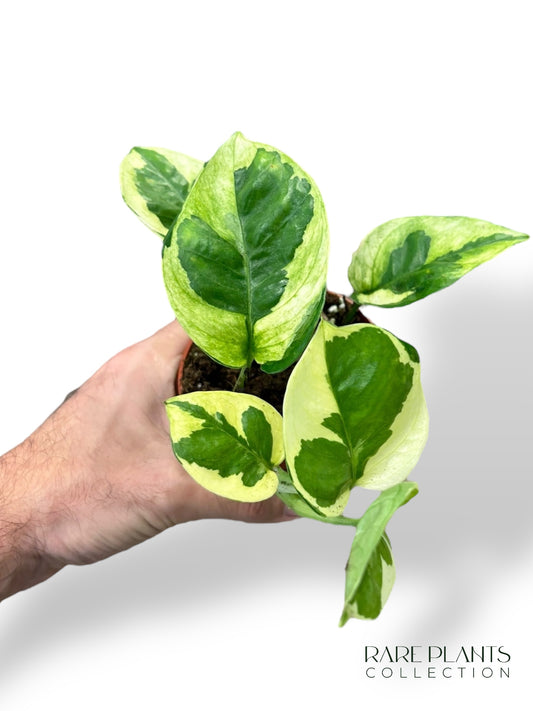 Aglaonema Dunkelrosa Stern