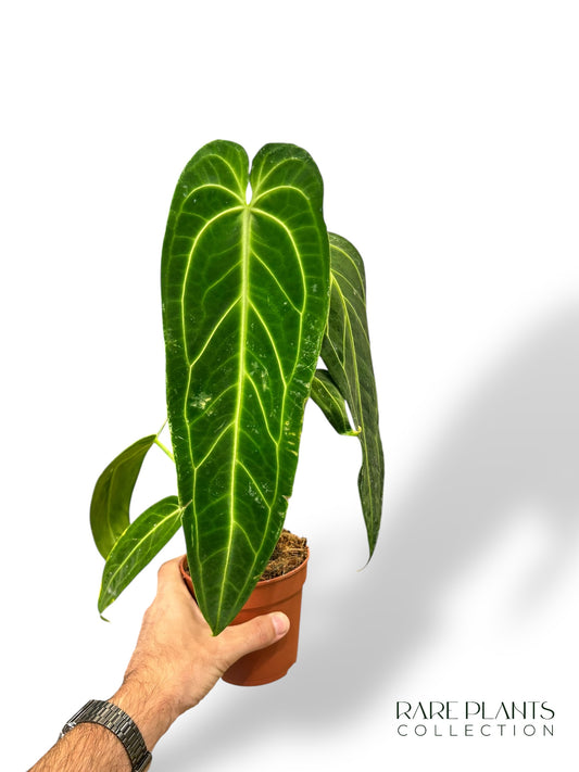 Anthurium Warocqueanum