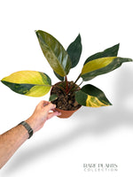 Philodendron Red Congo Variegata rpc rare plants collection marcelarium