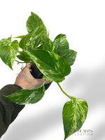 Epipremnum Marble Queen