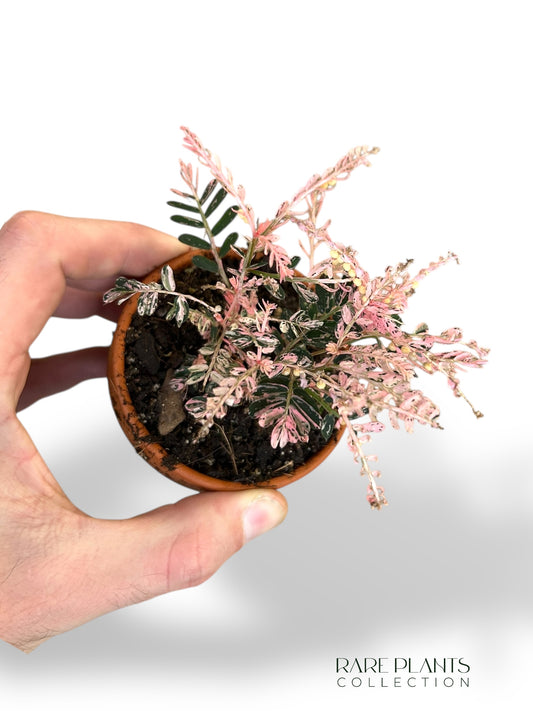 Phyllanthus Urinaria Variegata