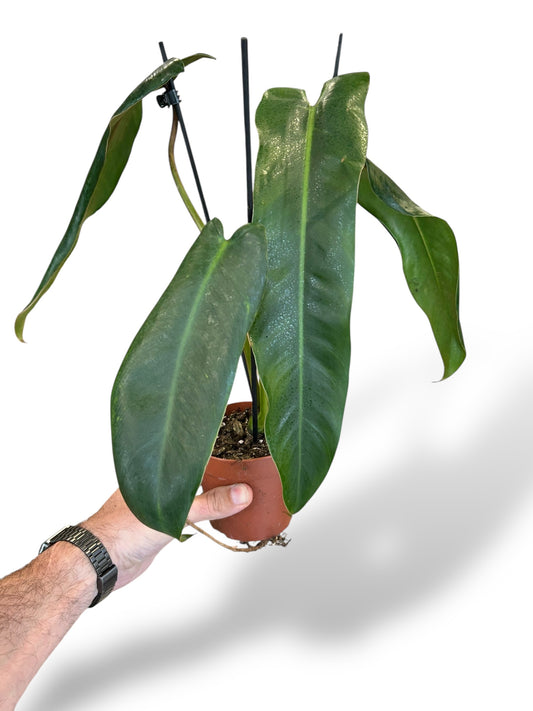 Philodendron Spiritus Sancti (XL)