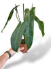 Philodendron Spiritus Sancti