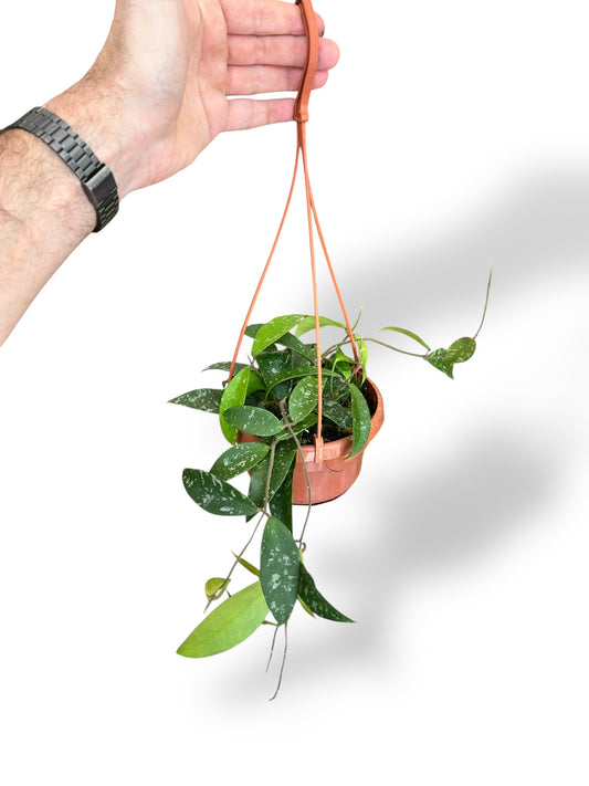 Hoya Phuwuaensis rare plants collection rpc marcelarium