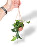 Hoya Phuwuaensis rare plants collection rpc marcelarium