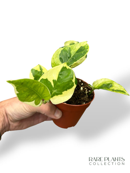 Aglaonema Dunkelrosa Stern