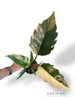 Philodendron Caramel Marble Variegata rpc rare plants collection marcelarium