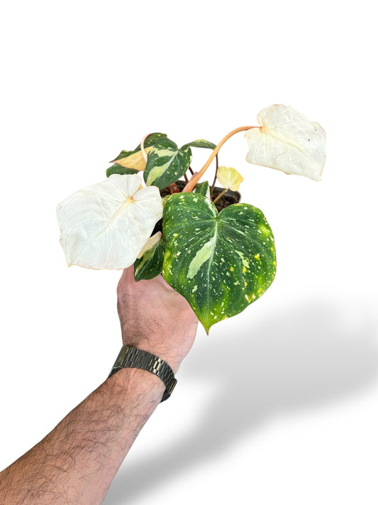 Philodendron Gloriosum Variegata rare plants collection marcelarium