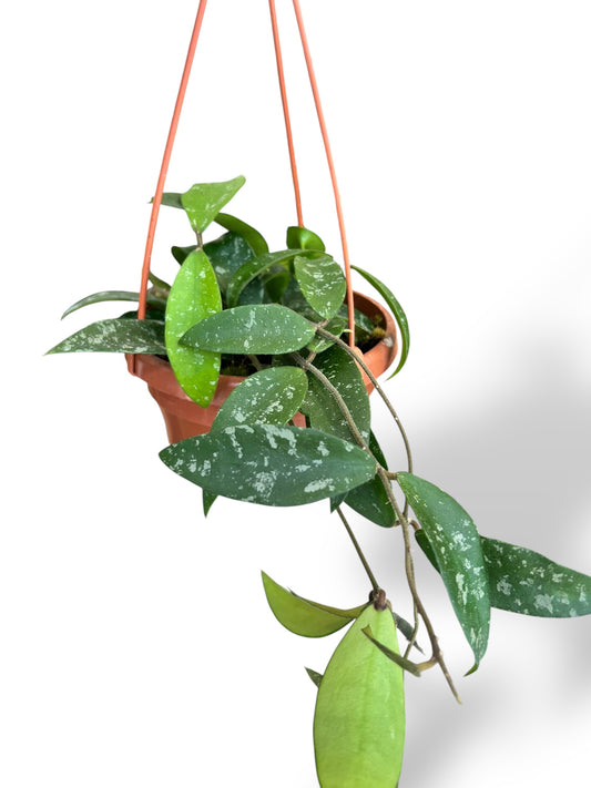 Hoya Phuwuaensis rare plants collection rpc marcelarium