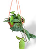 Hoya Phuwuaensis rare plants collection rpc marcelarium