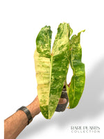 Philodendron Billietiae Variegata