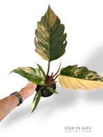 Philodendron Caramel Marble Variegata rpc rare plants collection marcelarium