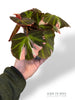 Begonia Solimutata Variegata