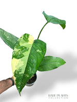 Syngonium Chiapense Variegata