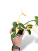 Philodendron Gloriosum Variegata rare plants collection marcelarium