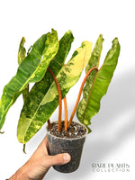 Philodendron Billietiae Variegata