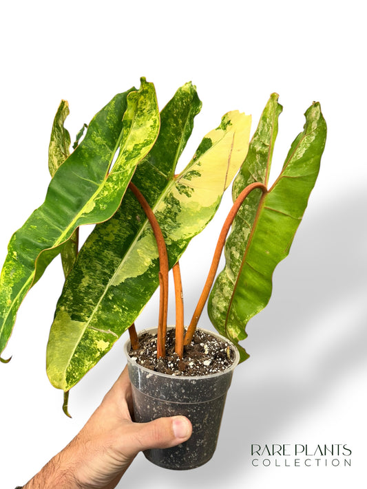 Philodendron Billietiae Variegata