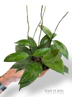 Hoya Tequila Sunrise