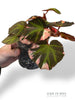 Begonia Solimutata Variegata