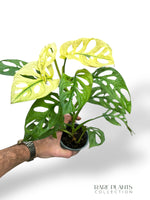 Monstera Adansonii Archipelago