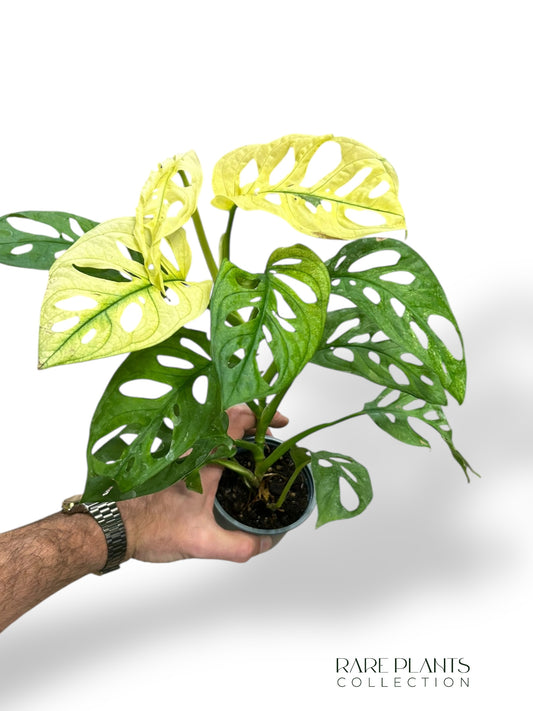 Monstera Adansonii Archipelago