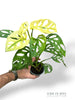 Monstera Adansonii Archipelago