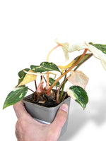 Philodendron Gloriosum Variegata rare plants collection marcelarium