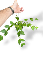 Hoya Polyneura rare plants collection rpc marcelarium