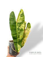 Philodendron Billietiae Variegata