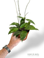 Hoya Tequila Sunrise