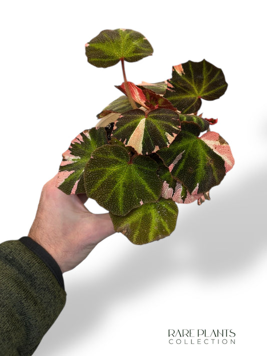 Begonia Solimutata Variegata
