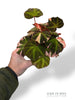 Begonia Solimutata Variegata