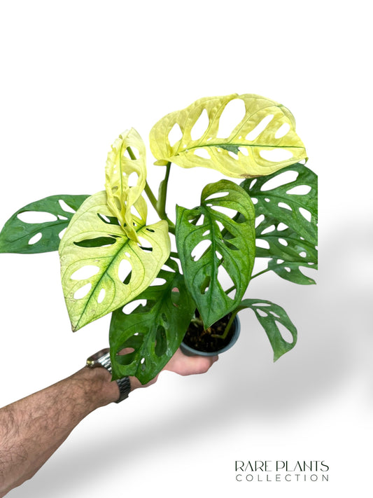Monstera Adansonii Archipelago