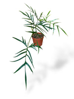 Philodendron Polypodioides