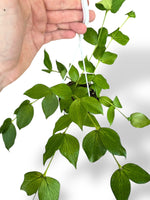 Hoya Polyneura rare plants collection rpc marcelarium