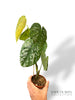 Philodendron McDowell x Brandtianum
