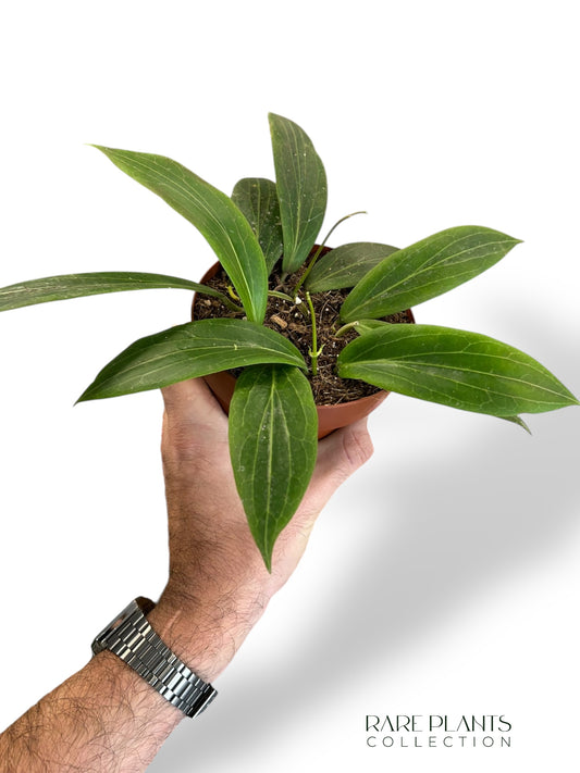Hoya Soligamiana