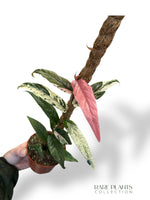 Ficus Sagittata Variegata (tuteur)