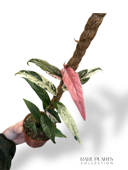 Ficus Sagittata Variegata (tuteur)