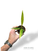 Philodendron Caramel Marble Variegata (baby)