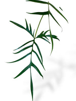 Philodendron Polypodioides